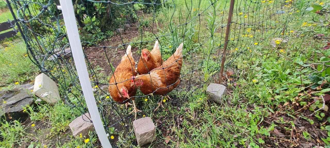 Ferienwohnung im Grünen Heppenheim  Exterior foto